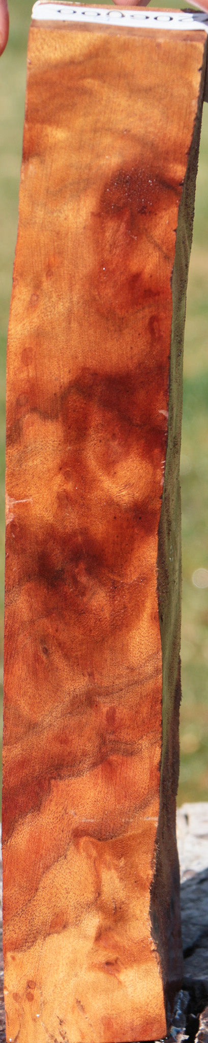 Camphor Burl Turning Square