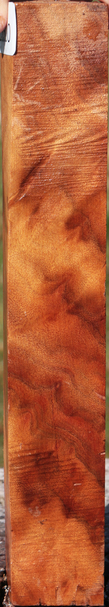 Camphor Burl Turning Square