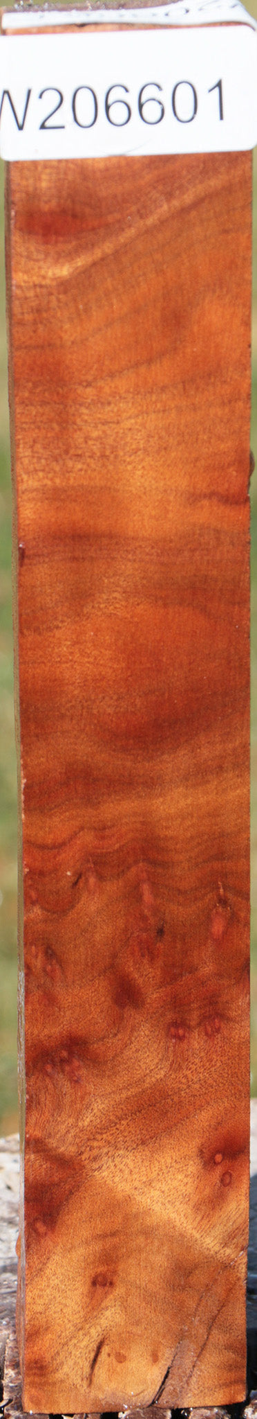 Camphor Burl Turning Square