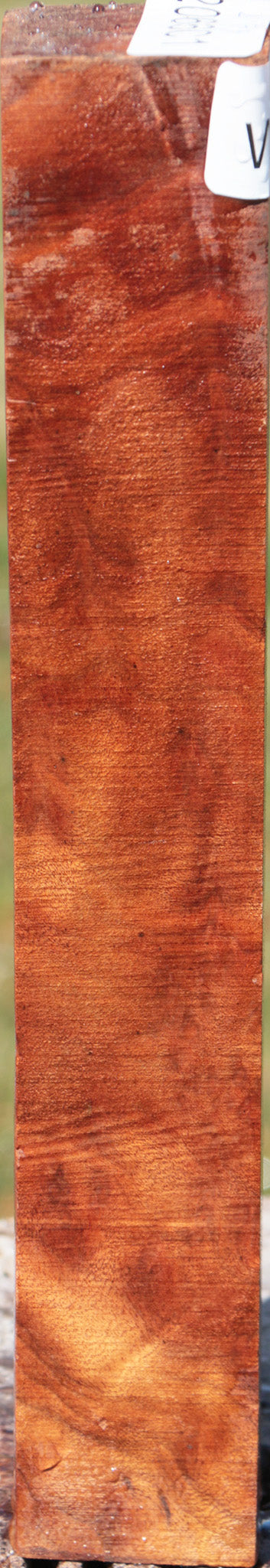 Camphor Burl Turning Square