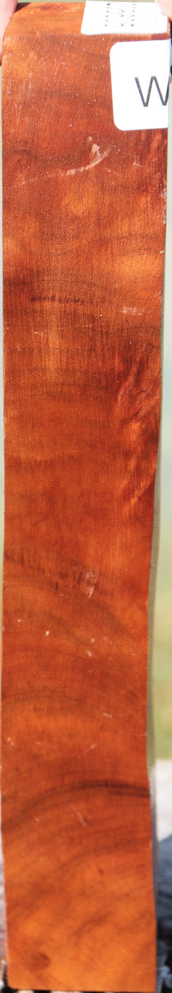 Camphor Burl Turning Square