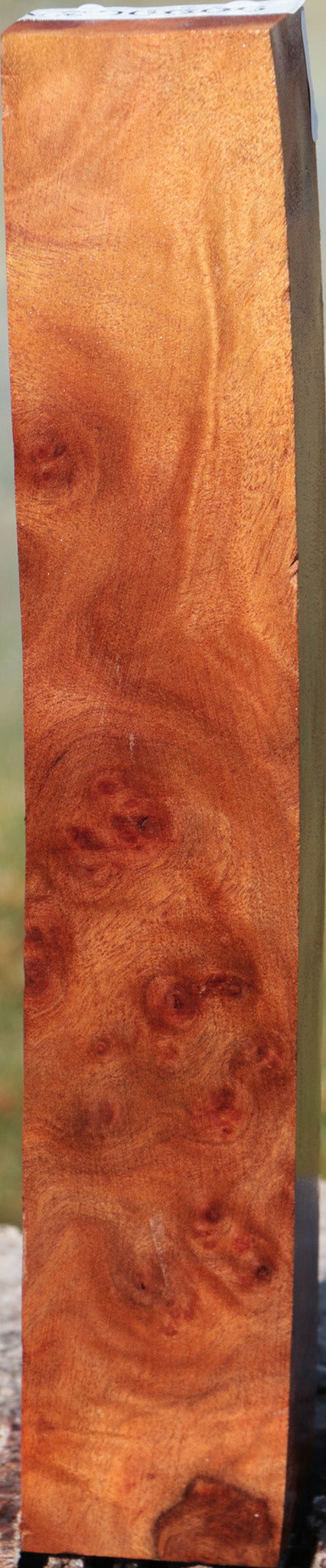Camphor Burl Turning Square