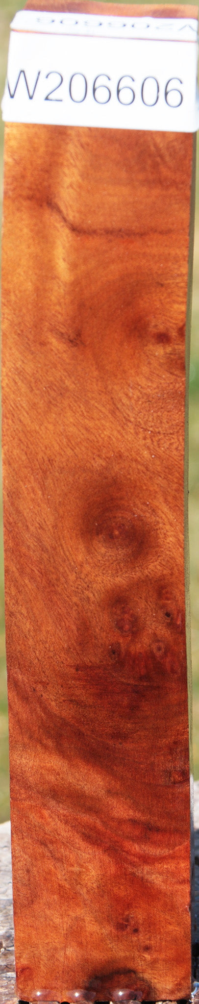 Camphor Burl Turning Square