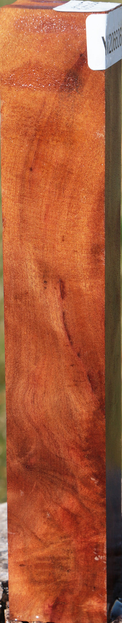 Camphor Burl Turning Square