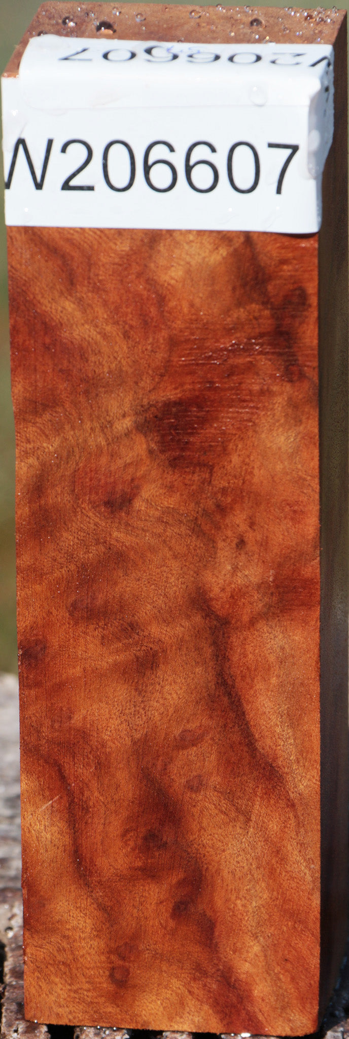 Camphor Burl Turning Blank