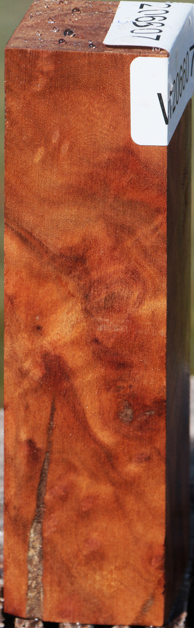 Camphor Burl Turning Blank