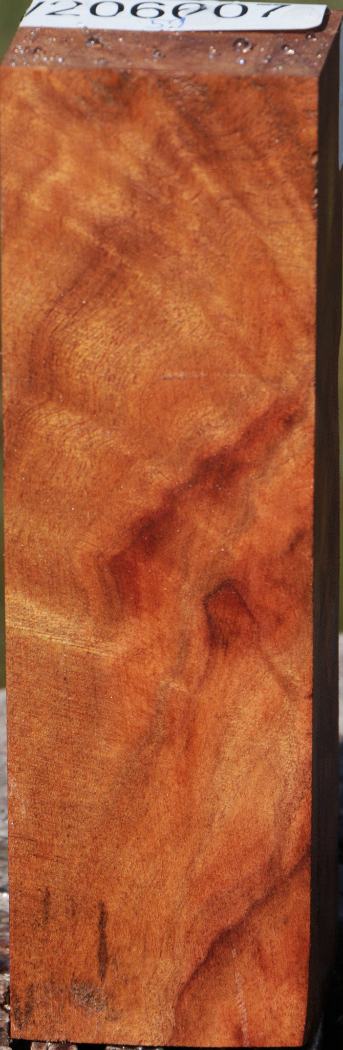 Camphor Burl Turning Blank