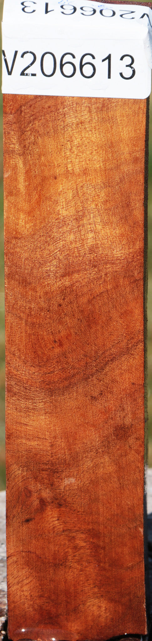 Camphor Burl Turning Square