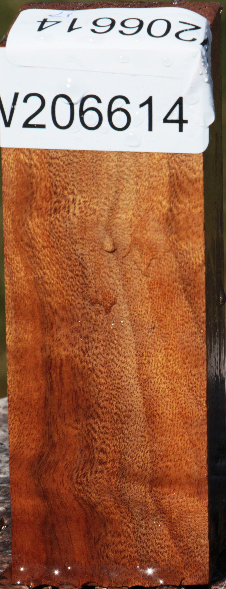 Camphor Burl Turning Square