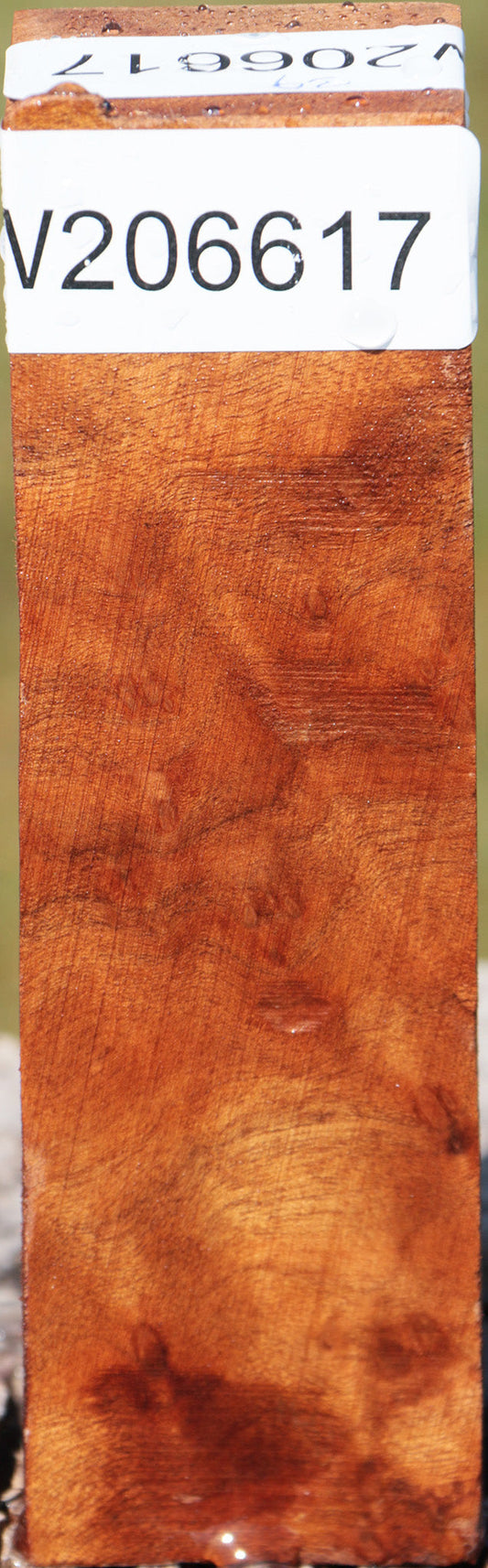 Camphor Burl Turning Square