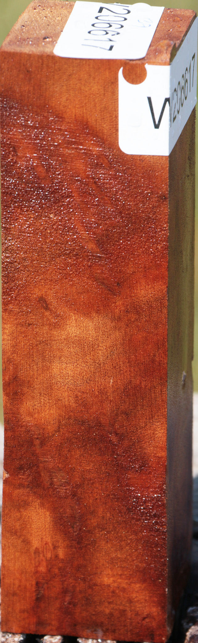 Camphor Burl Turning Square