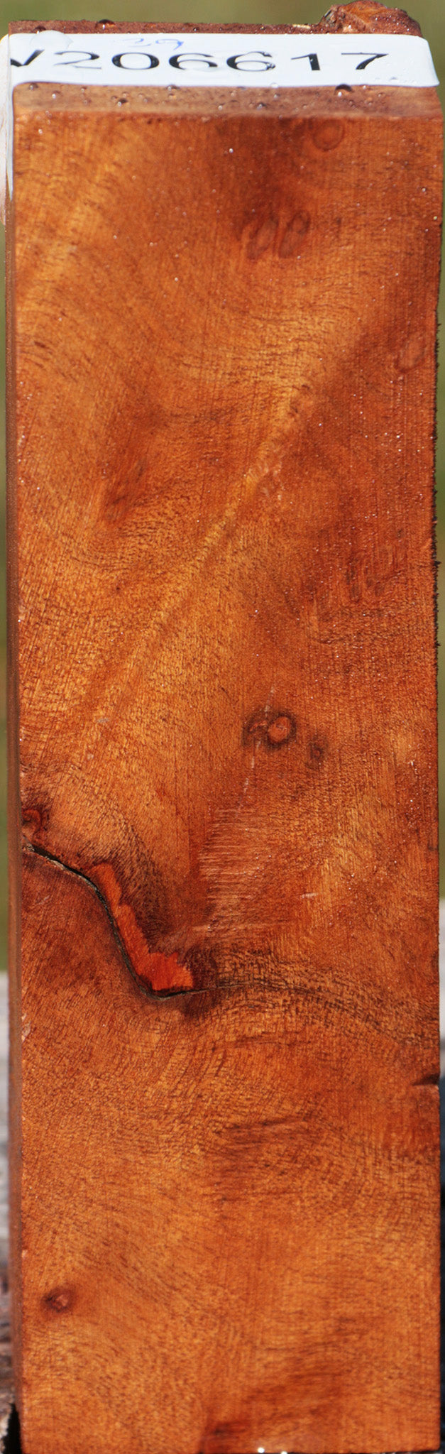 Camphor Burl Turning Square