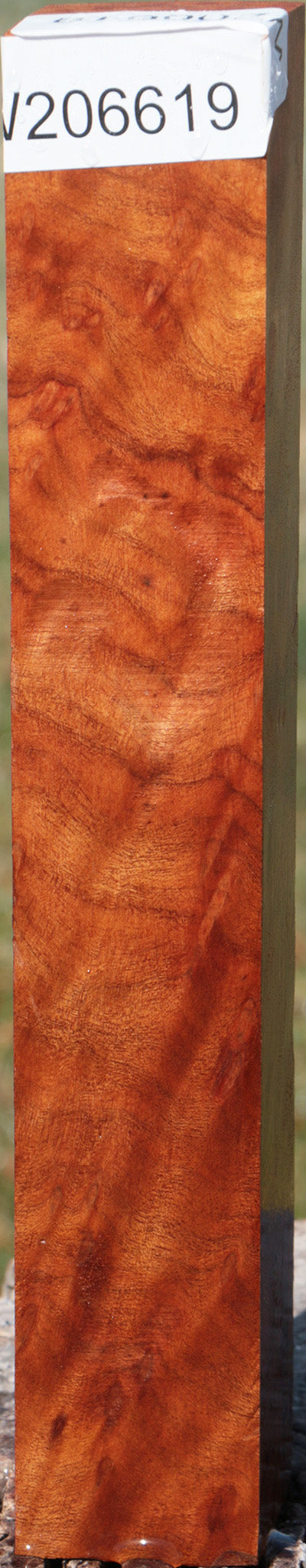Camphor Burl Turning Square