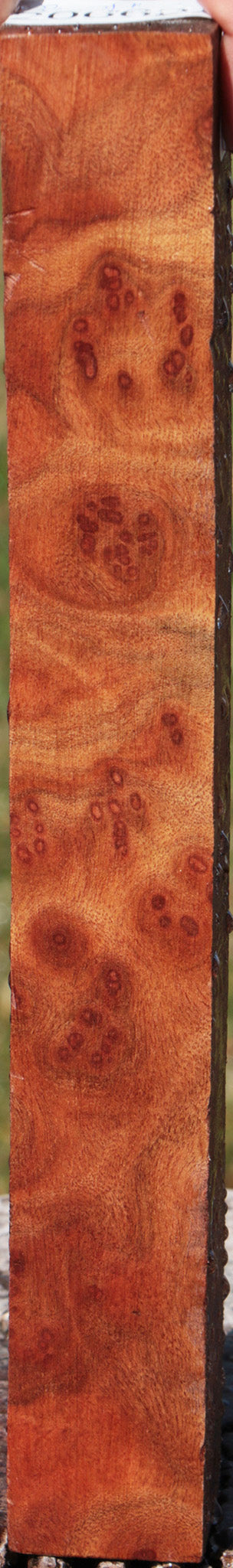 Camphor Burl Turning Square