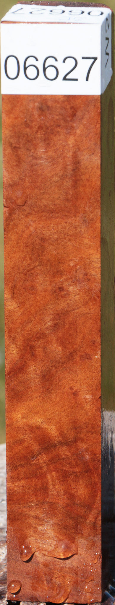 Camphor Burl Turning Square