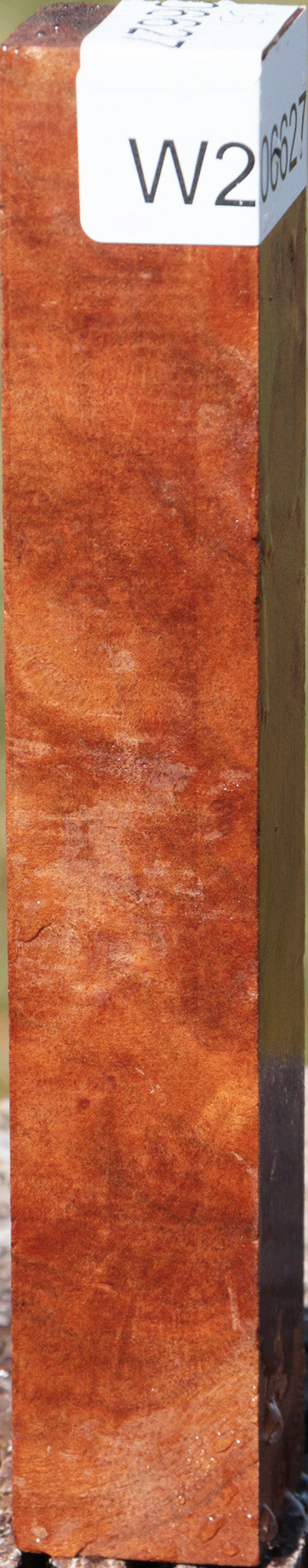 Camphor Burl Turning Square