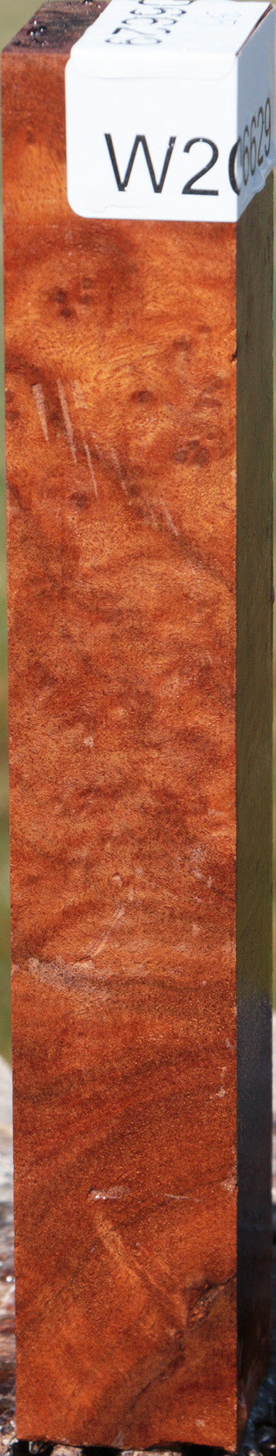 Camphor Burl Turning Square