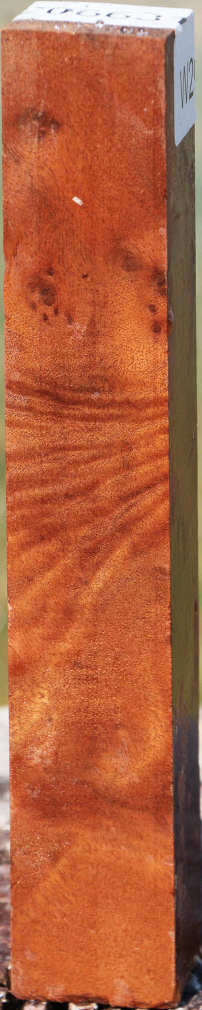 Camphor Burl Turning Square