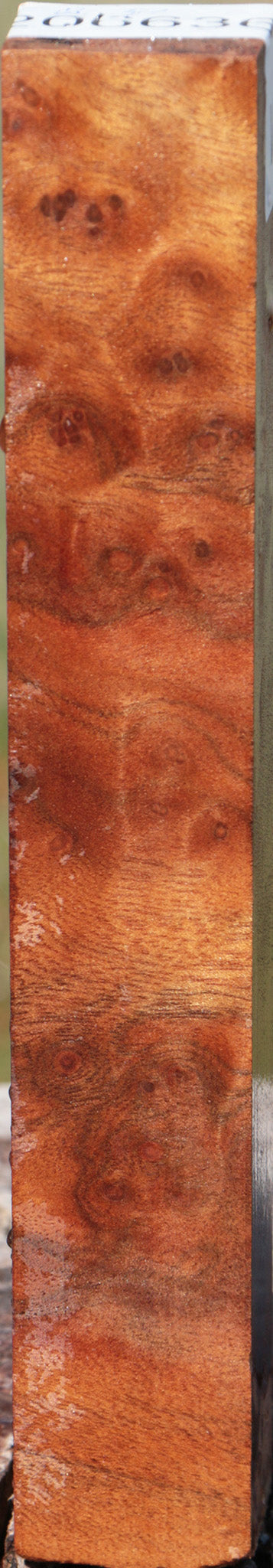 Camphor Burl Turning Square