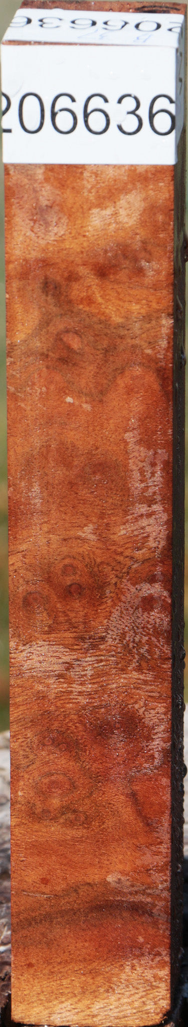 Camphor Burl Turning Square