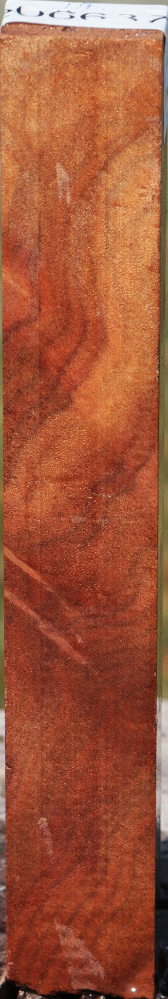 Camphor Burl Turning Square