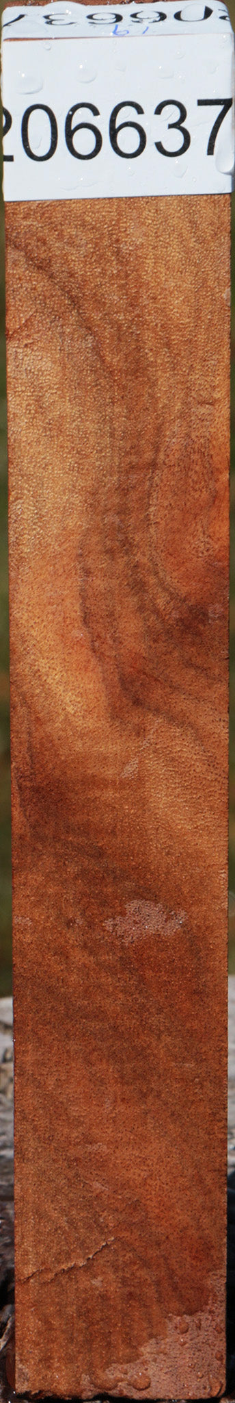 Camphor Burl Turning Square