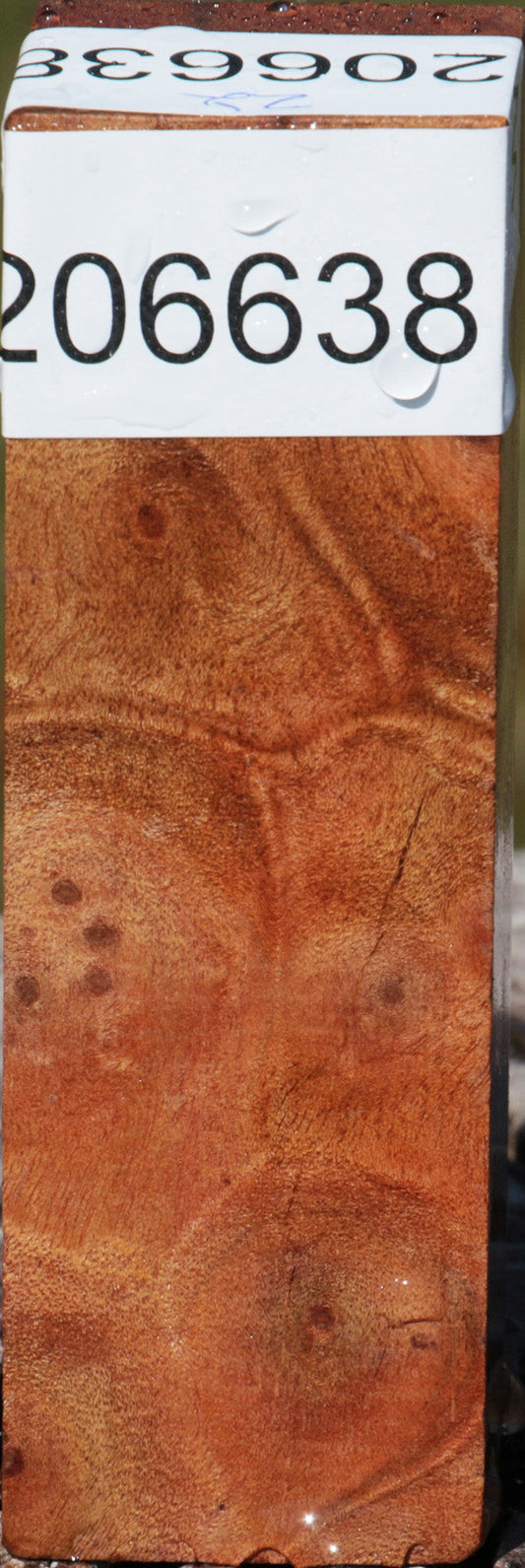 Camphor Burl Turning Square