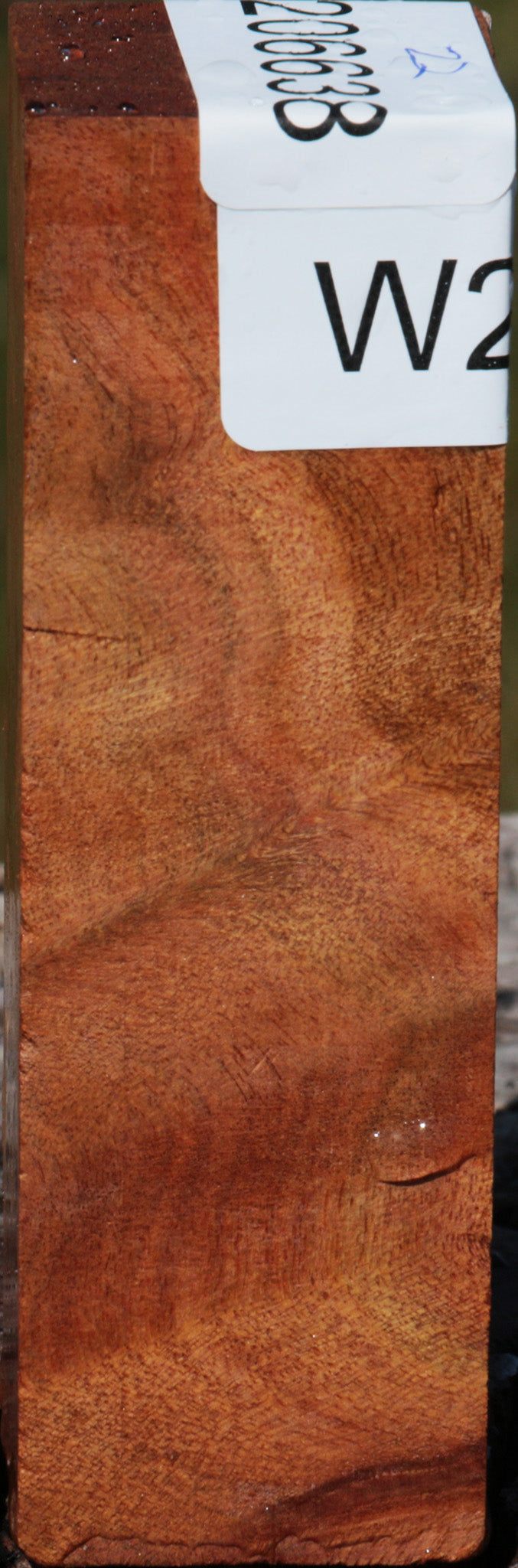 Camphor Burl Turning Square