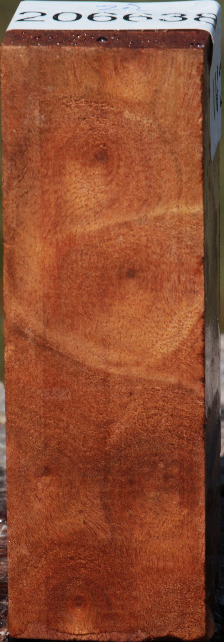 Camphor Burl Turning Square