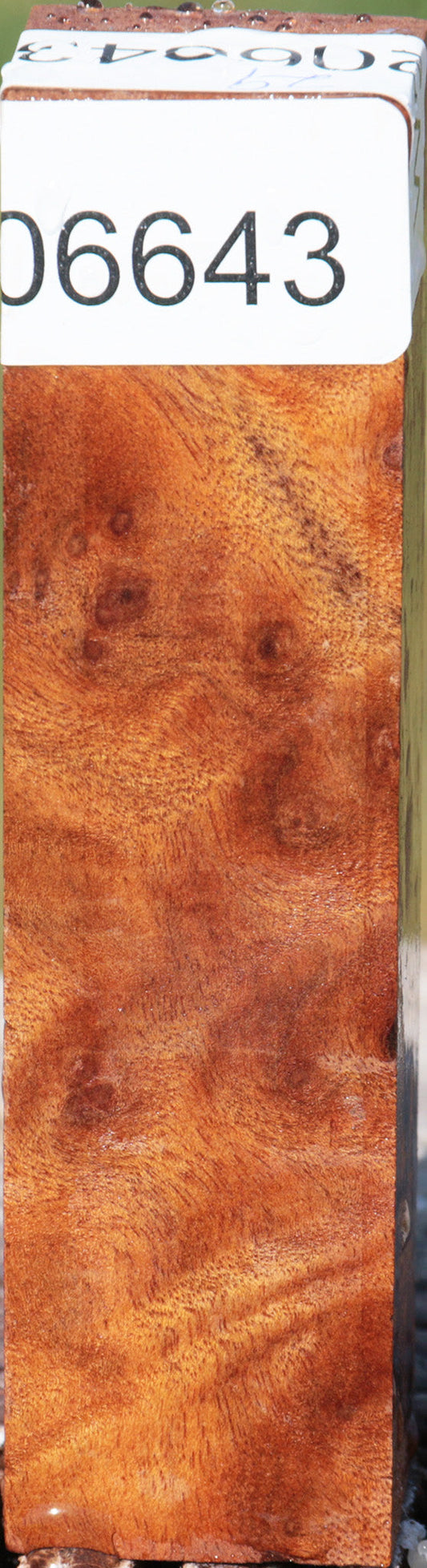 Camphor Burl Turning Square