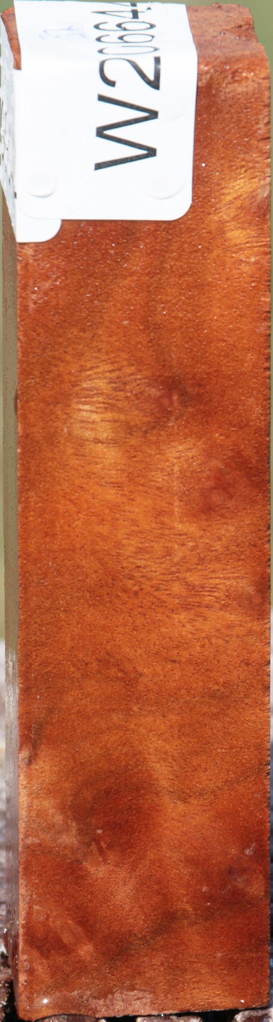 Camphor Burl Turning Square