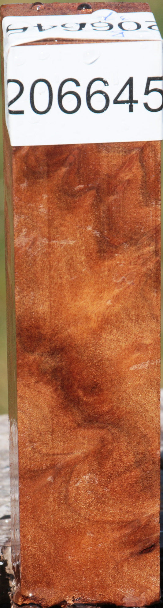 Camphor Burl Turning Square
