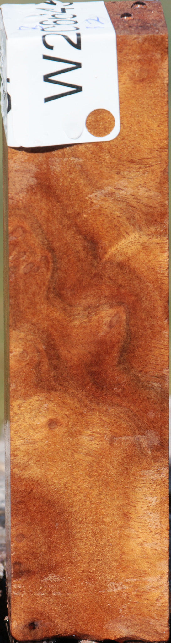 Camphor Burl Turning Square