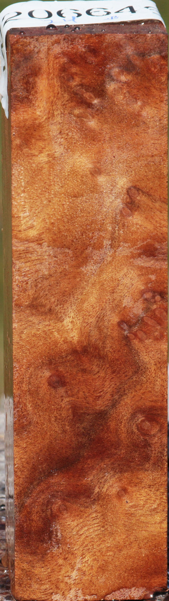 Camphor Burl Turning Square