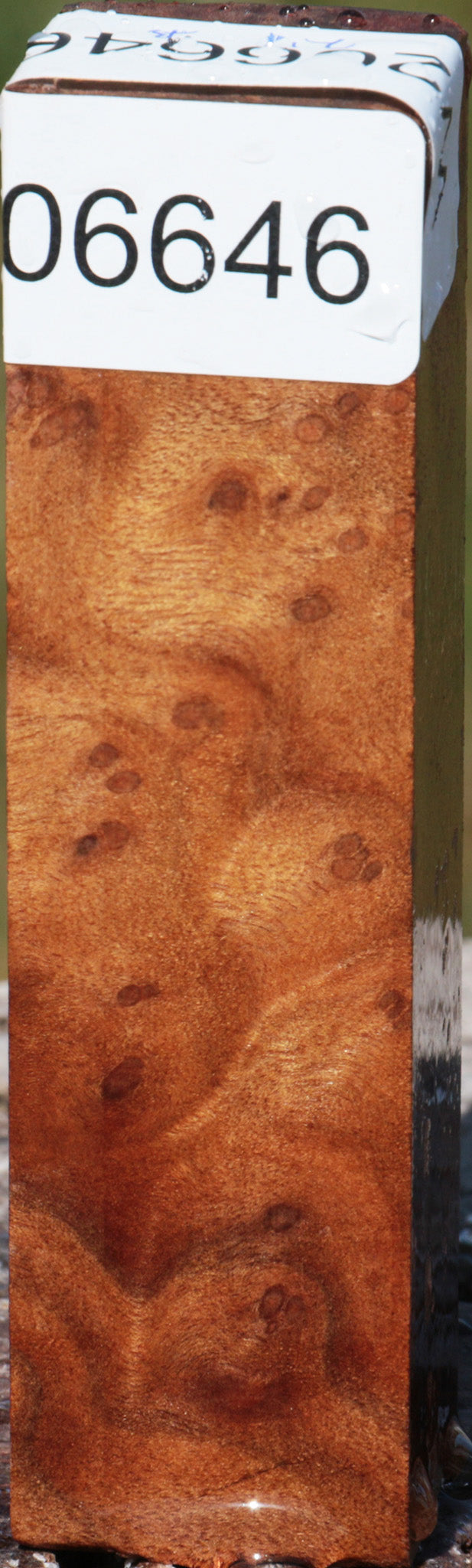 Camphor Burl Turning Square