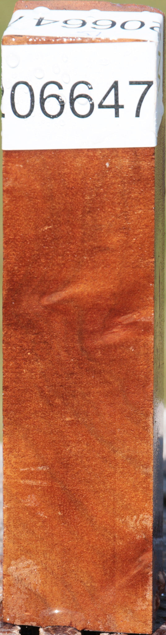 Camphor Burl Turning Square