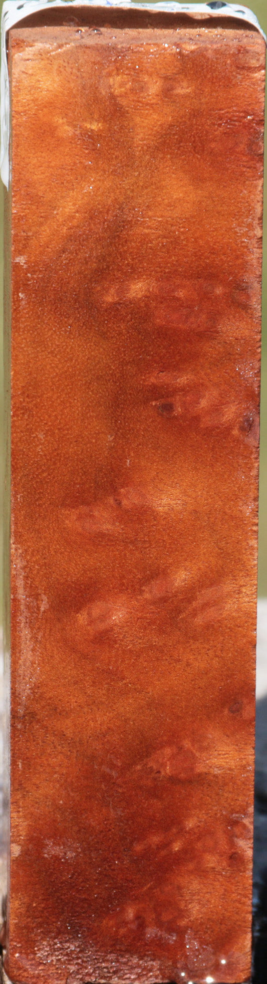 Camphor Burl Turning Square