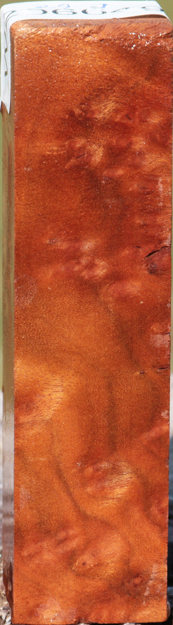 Camphor Burl Turning Square