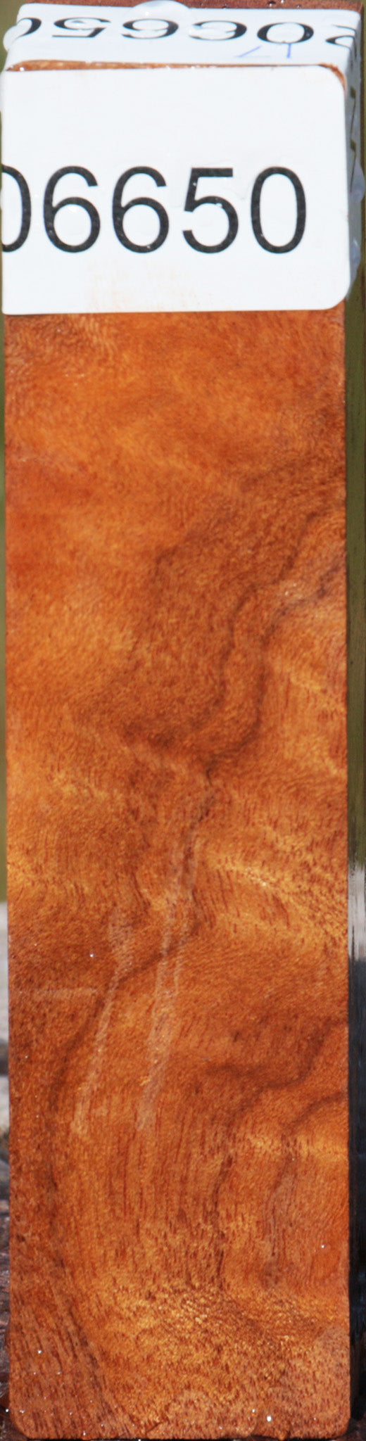 Camphor Burl Turning Square