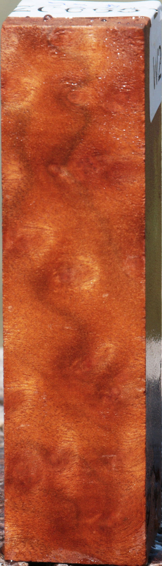 Camphor Burl Turning Square