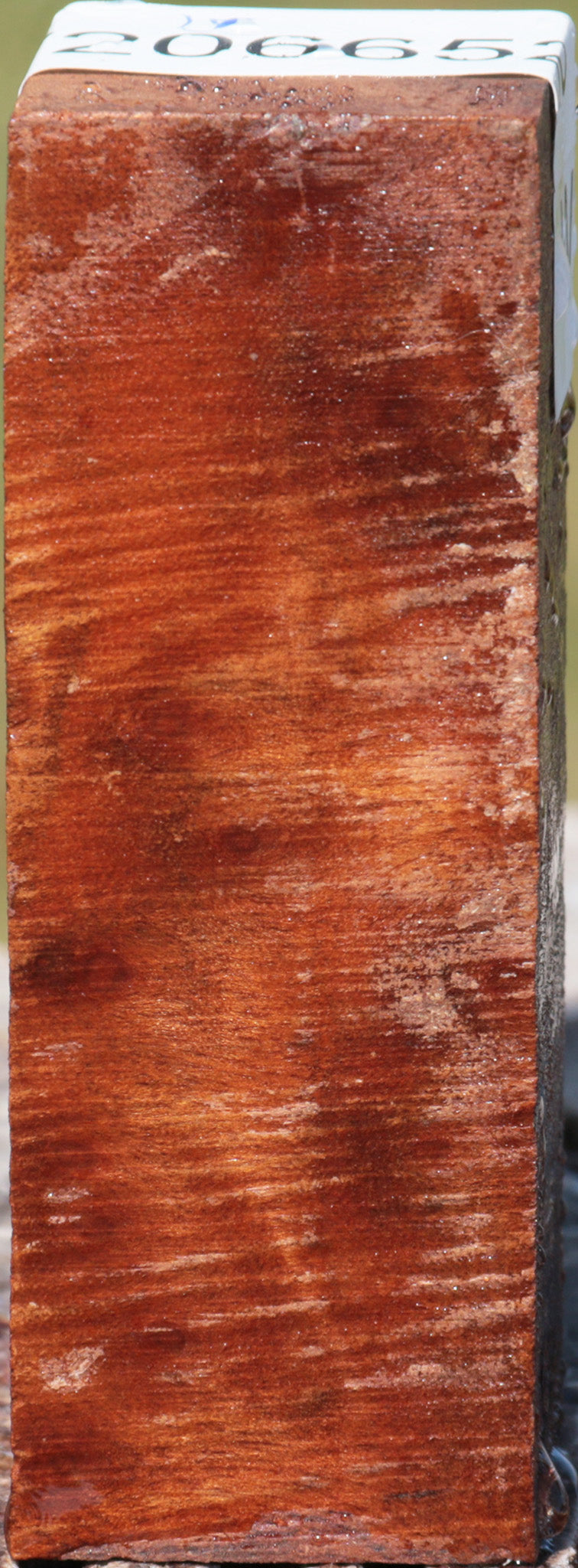 Camphor Burl Turning Square