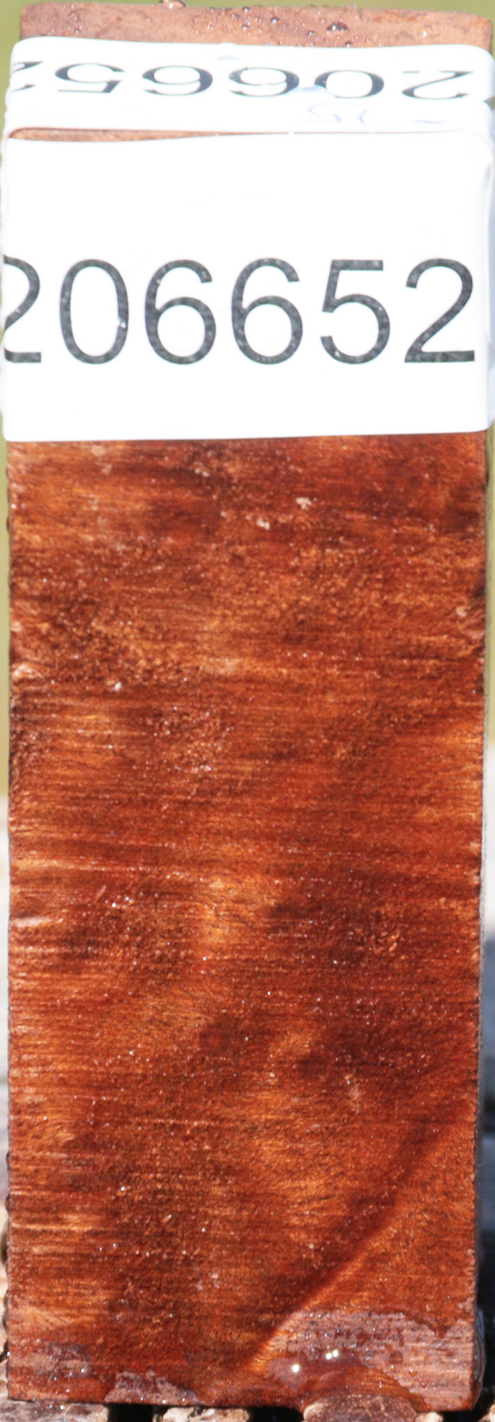 Camphor Burl Turning Square