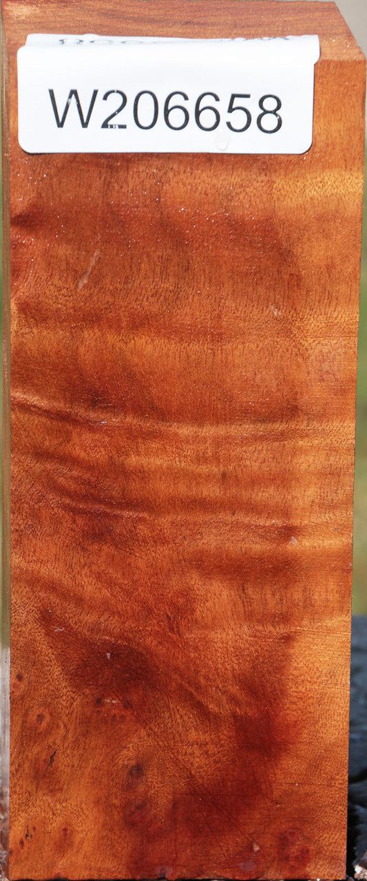 Camphor Burl Turning Square