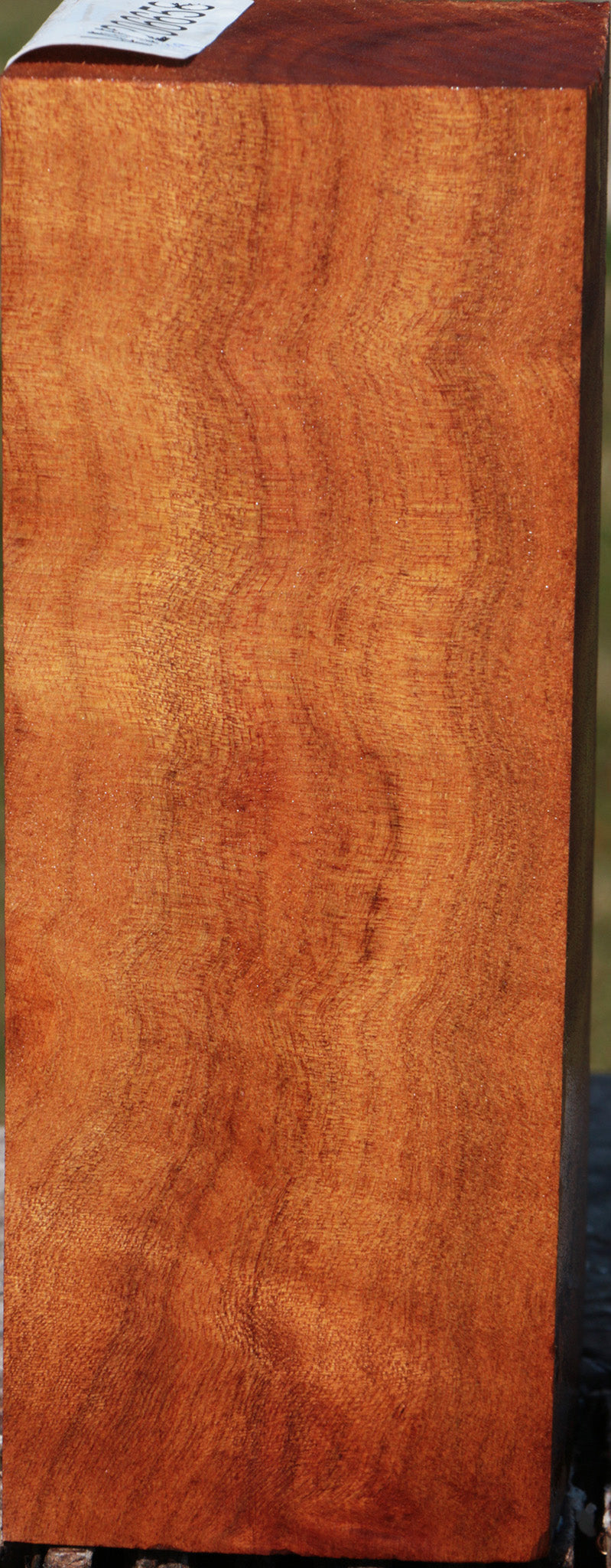 Camphor Burl Turning Square