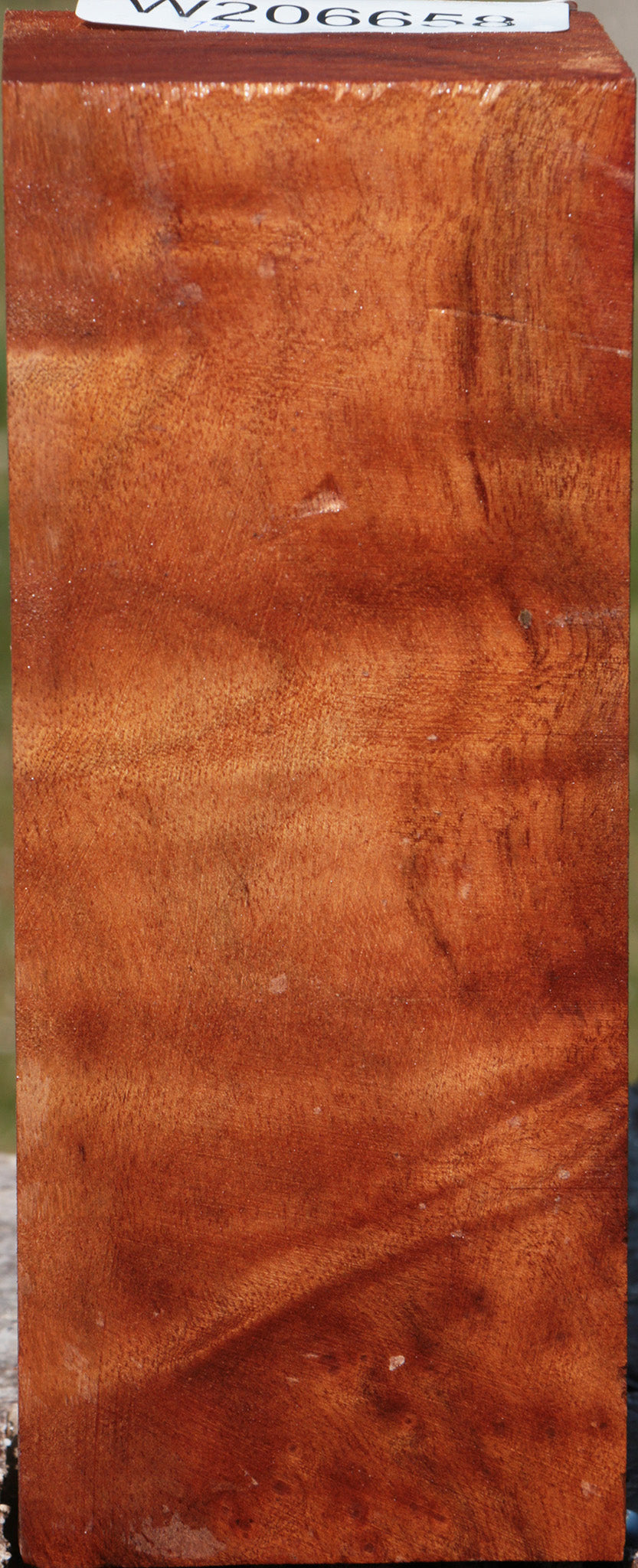 Camphor Burl Turning Square
