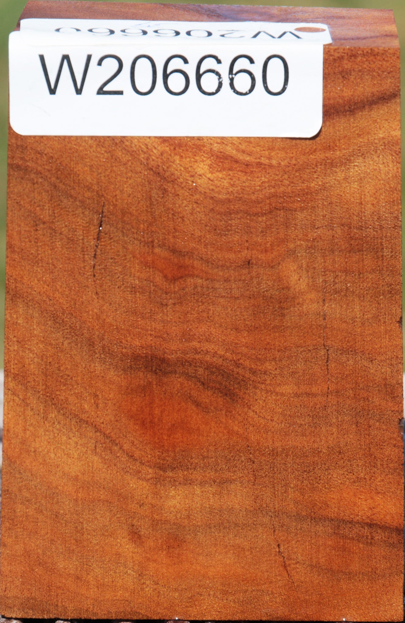 Camphor Burl Turning Blank