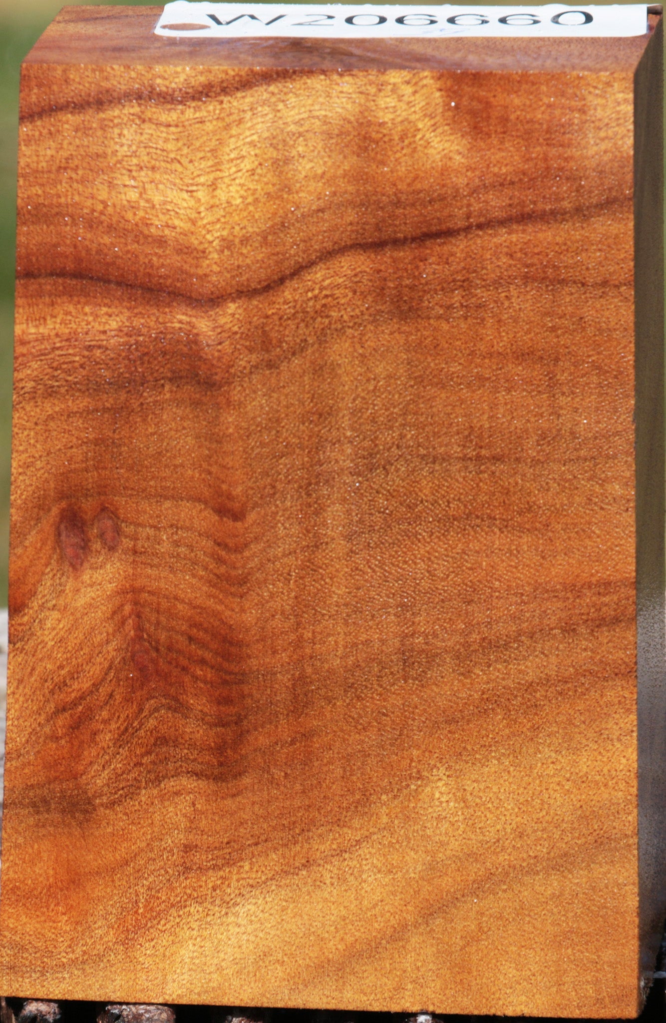 Camphor Burl Turning Blank