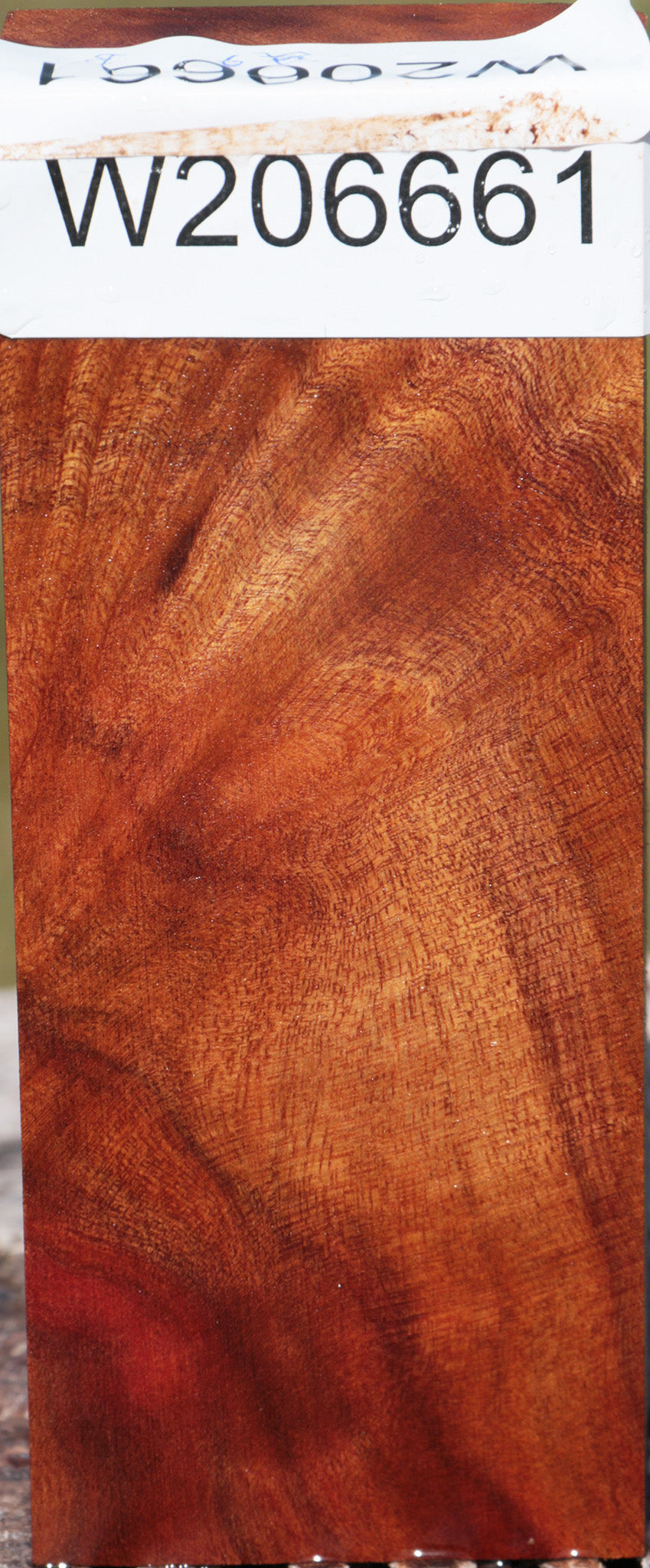 Camphor Burl Turning Blank