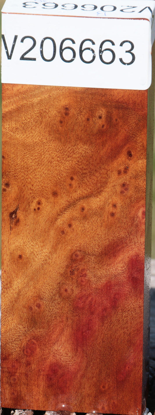 Camphor Burl Turning Blank