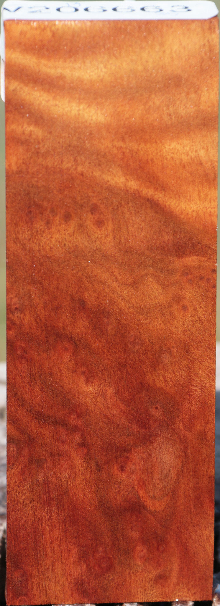 Camphor Burl Turning Blank